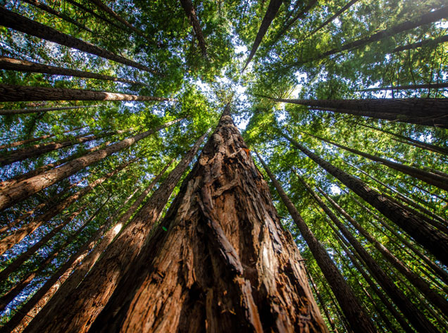 looking up at trees