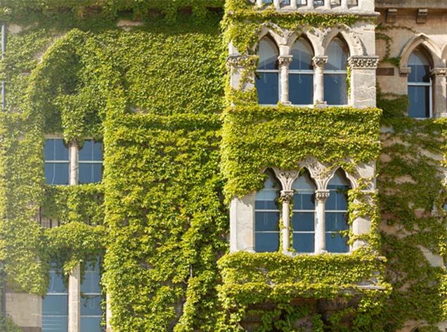 building with moss